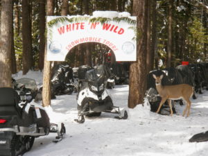 white n wild snowmobile tours golden
